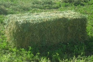 Lucerne Hay