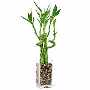 Bamboo - houseplants for your bathroom