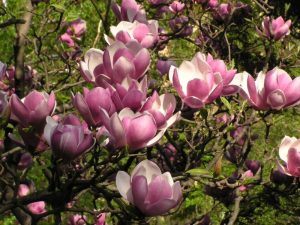 Top Tips for Growing Magnolias