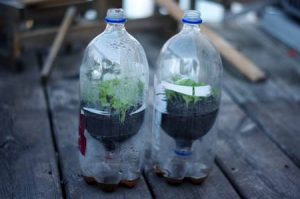 Mini greenhouse - 12 top home gardening hacks