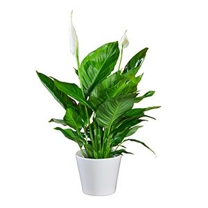 Peace lily - houseplants for your bathroom
