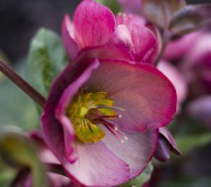 Hellebores