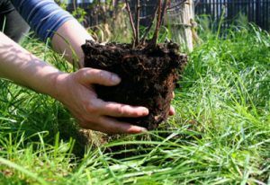 Planting-roses