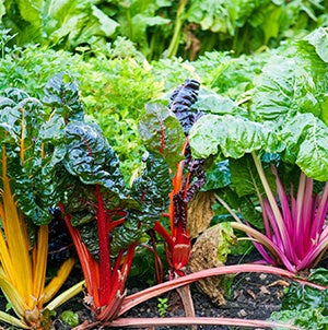 grow leafy greens