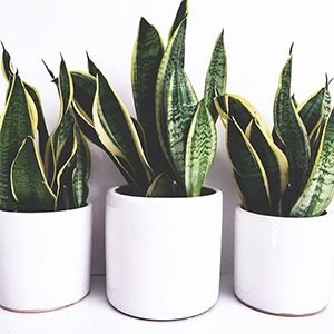 Snake plant - houseplants for your bathroom
