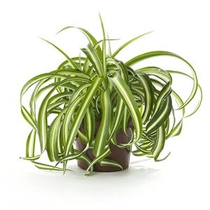 Spider plant - houseplants for your bathroom