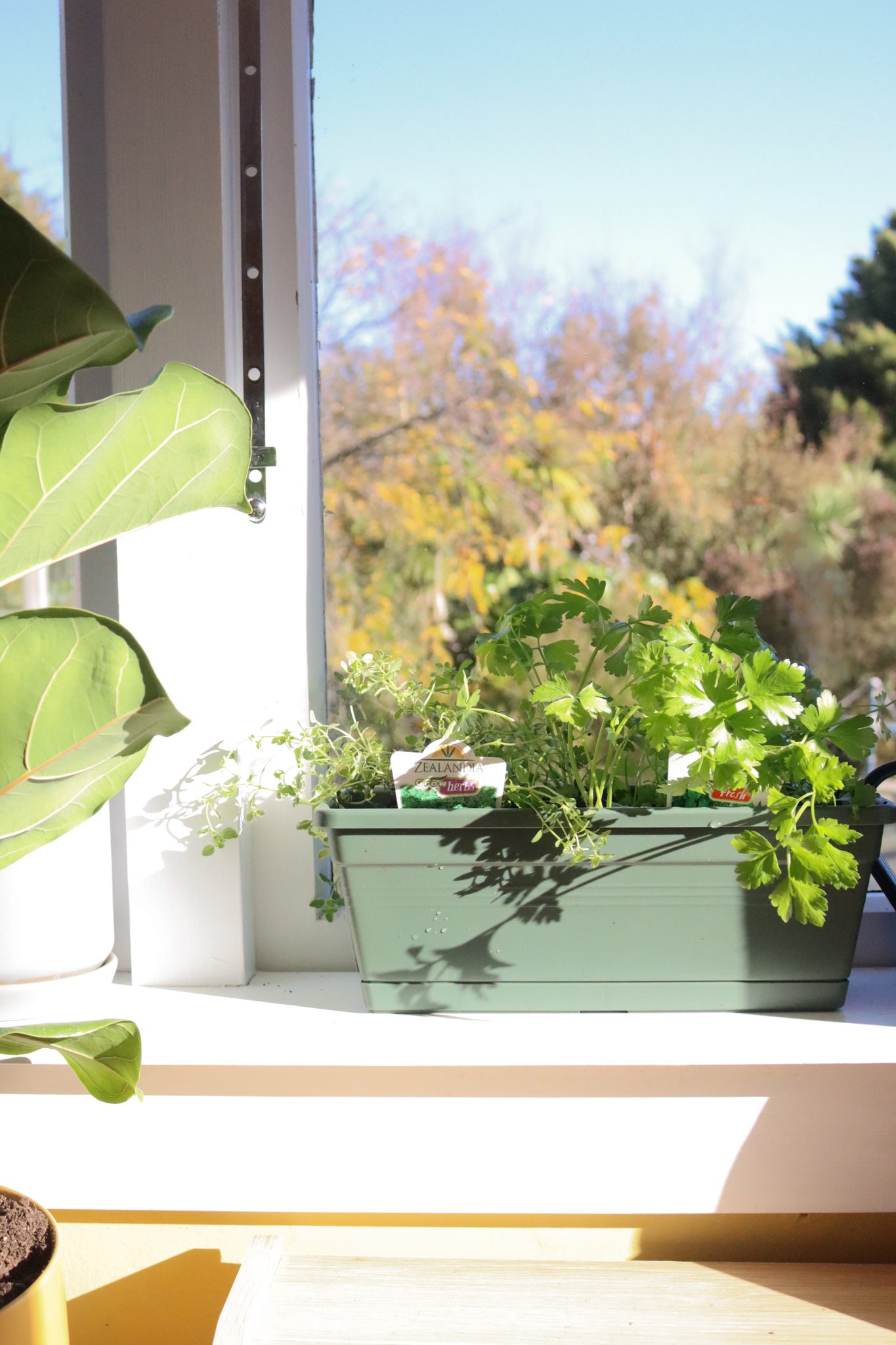 indoor herb garden