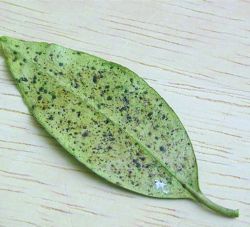 Tea scale causes yellow spots on camellia leaves…Crawlers hatching now –  EcoIPM