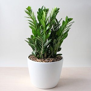 ZZ plant - houseplants for your bathroom