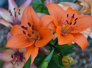 asiatic lily