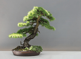 Growing Bonsai