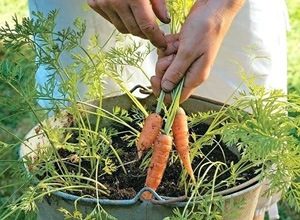 How to grow carrots