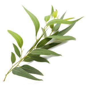 Eucalyptus - plants for better health