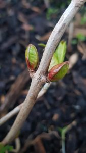 prune hydrangeas