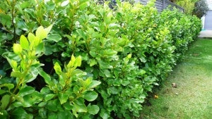 Griselinia Hedge