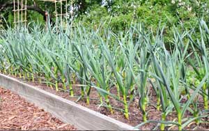 grow garlic