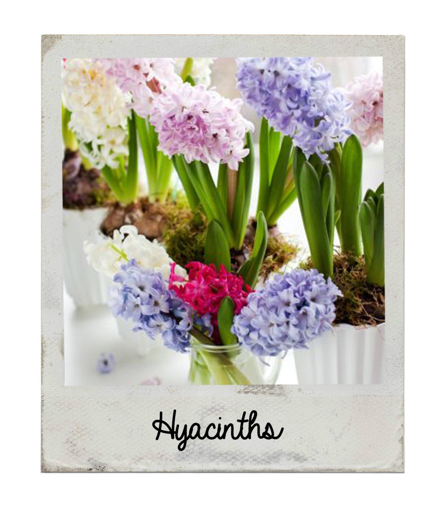 hyacinths