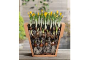 Grow bulbs in containers