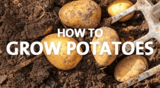 How to Grow Potatoes - Palmers