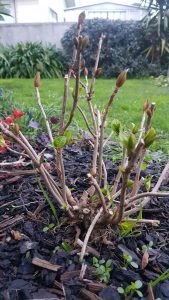 prune hydrangeas