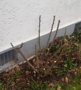 rose pruning