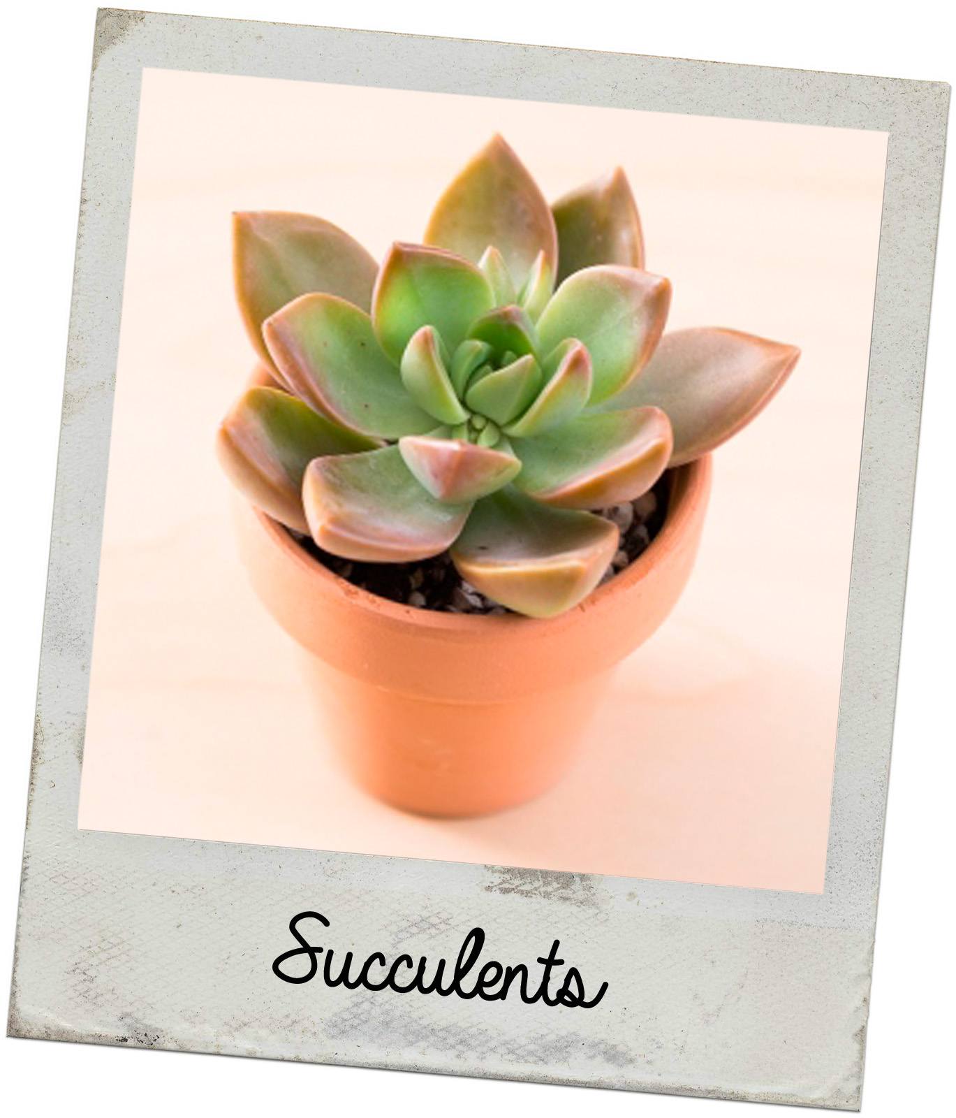 succulents