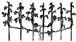 grafted tomatoes