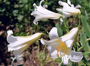 trumpet lilies