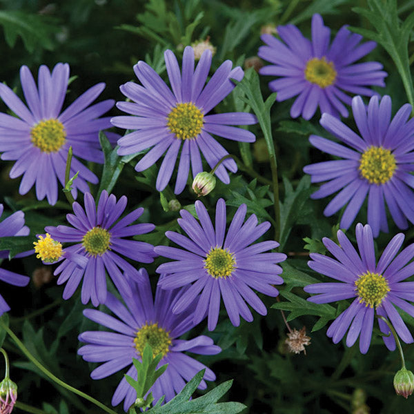 Brachyscome Angustifolia Brasco Violet - 1.5L