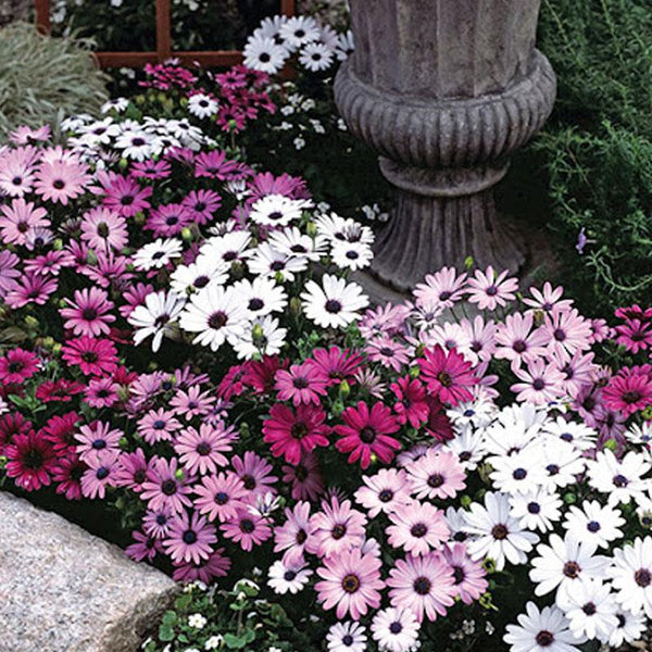 Shasta Daisy, Snow Lady