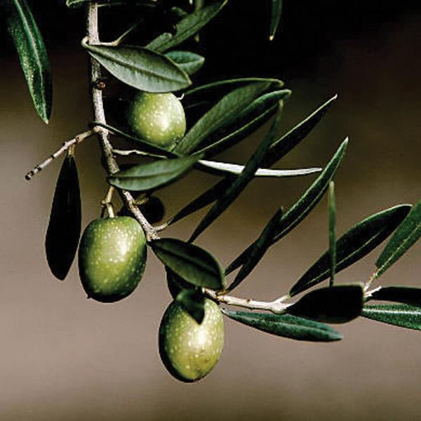 Frantoio Olive Tree - Olives Unlimited