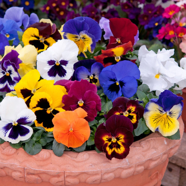 Pansy Large Flower Mix Flower Punnet
