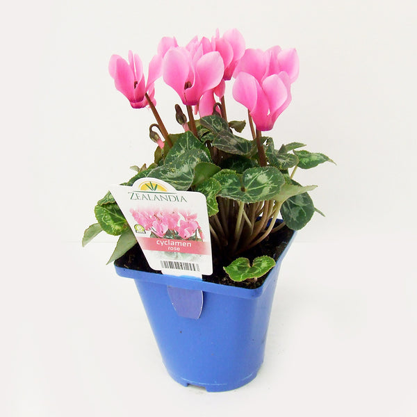 Cyclamen Rose - 10CM