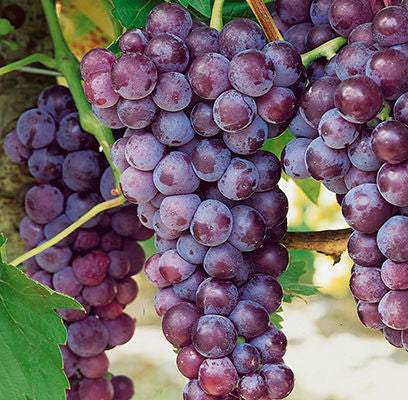 Bluebell Grape