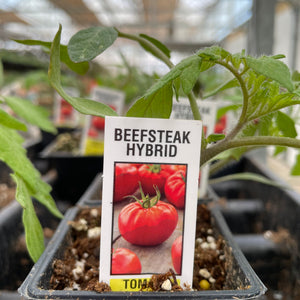 Tomato 'Beefsteak Hybrid' 2.5"