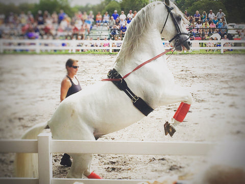 Herrmann's Royal Lipizzan Stallions