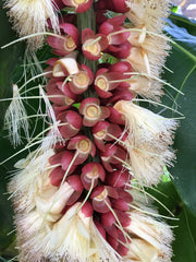 amazing flower at Marie Selby Botanical Gardens