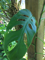 large leaf at Marie Selby Botanical Gardens