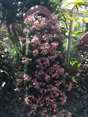 Waterfall of orchids at Marie Selby Botanical Gardens