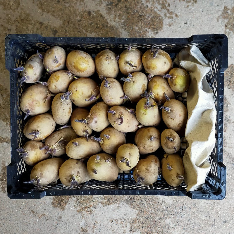 jersey royal seed potatoes for sale