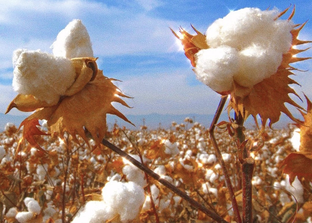 Supima  The Cotton