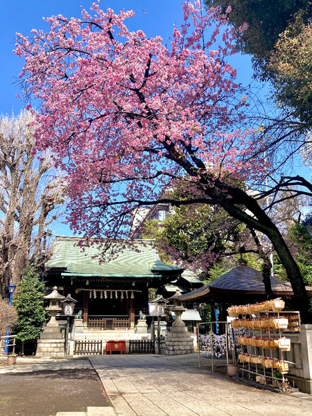 Sakura Tree: The Best Guide! When, Where, and Why? - TokyoTreat Blog