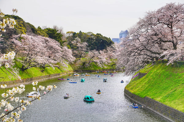 Chidorigafuchi moat, tokyo sakura river