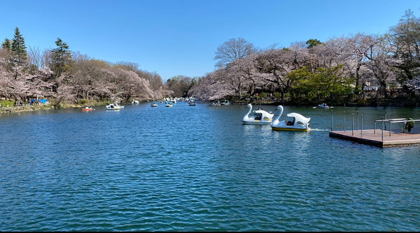 Inokashira Park, sakura river