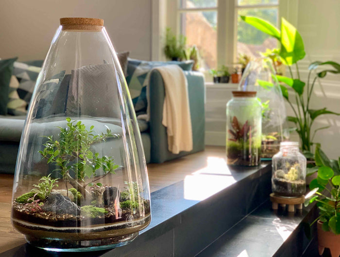 Planten terrarium Ecosysteem met planten in fles – FLESSENTUIN