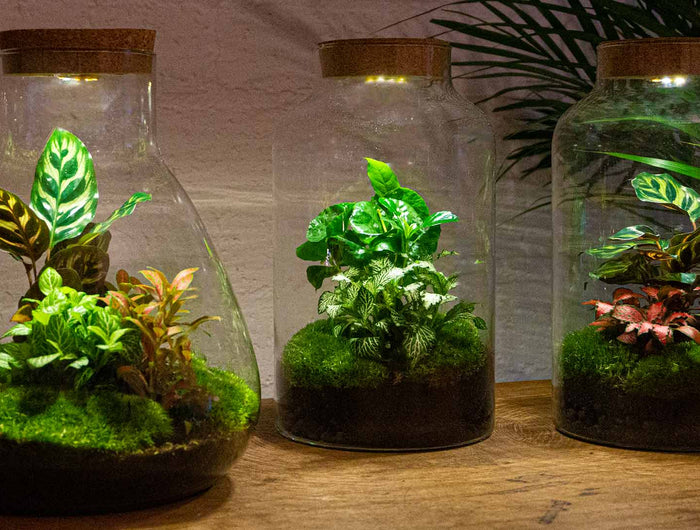 plakband Nutteloos Meevoelen Planten terrarium met licht - Ecosysteem plant met lamp – FLESSENTUIN