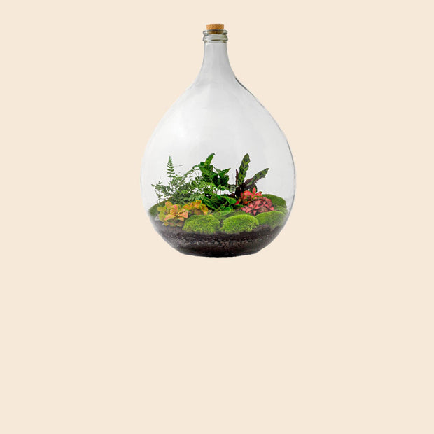 verjaardag vegetarisch Anemoon vis Mini-ecosysteem plant | Planten terrarium in fles – FLESSENTUIN