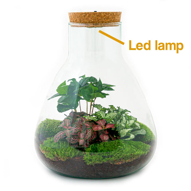 plakband Nutteloos Meevoelen Planten terrarium met licht - Ecosysteem plant met lamp – FLESSENTUIN