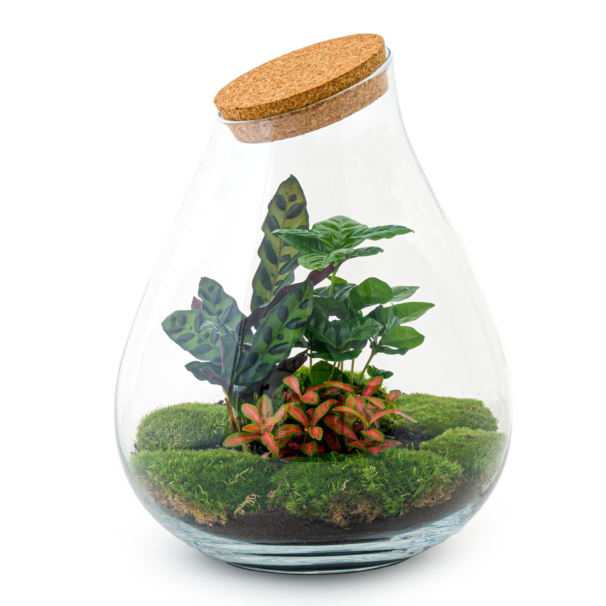 Actie onwettig masker Planten terrarium - Ecosysteem met planten in fles – FLESSENTUIN