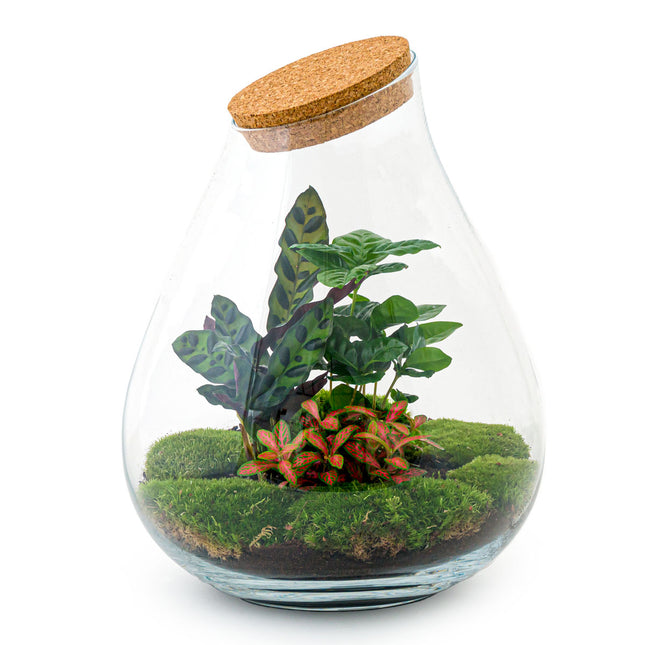 Watt ziekte Landelijk Plant in glazen pot - Terrarium en mini-ecosysteem met planten in pot –  FLESSENTUIN
